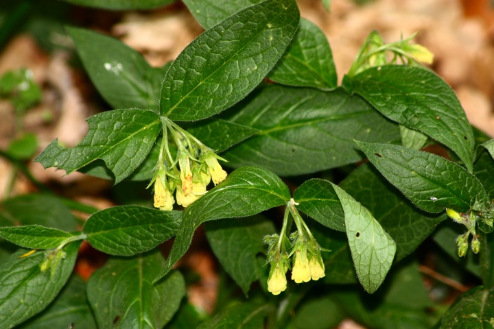 Symphytum tuberosum L. subsp. angustifolium (A.Kern.) Nyman